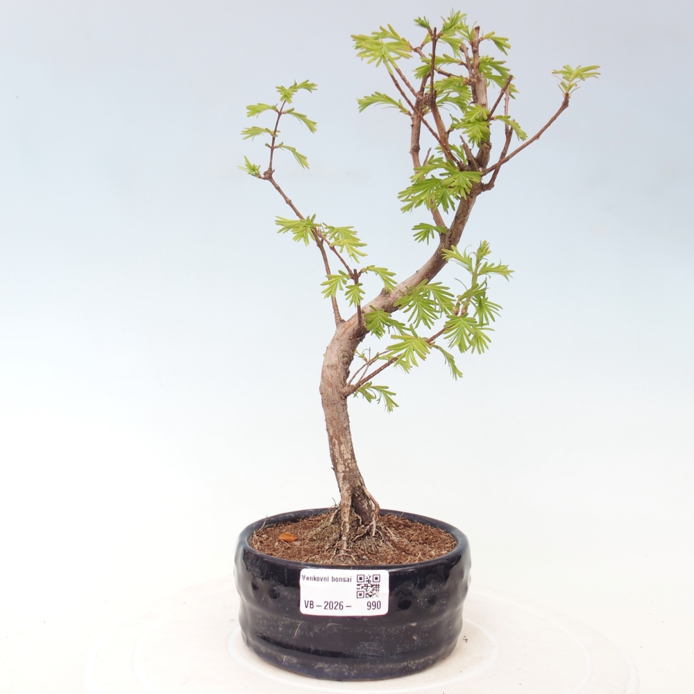 Bonsai da esterno - Metasequoia glyptostroboides - Metasequoia cinese