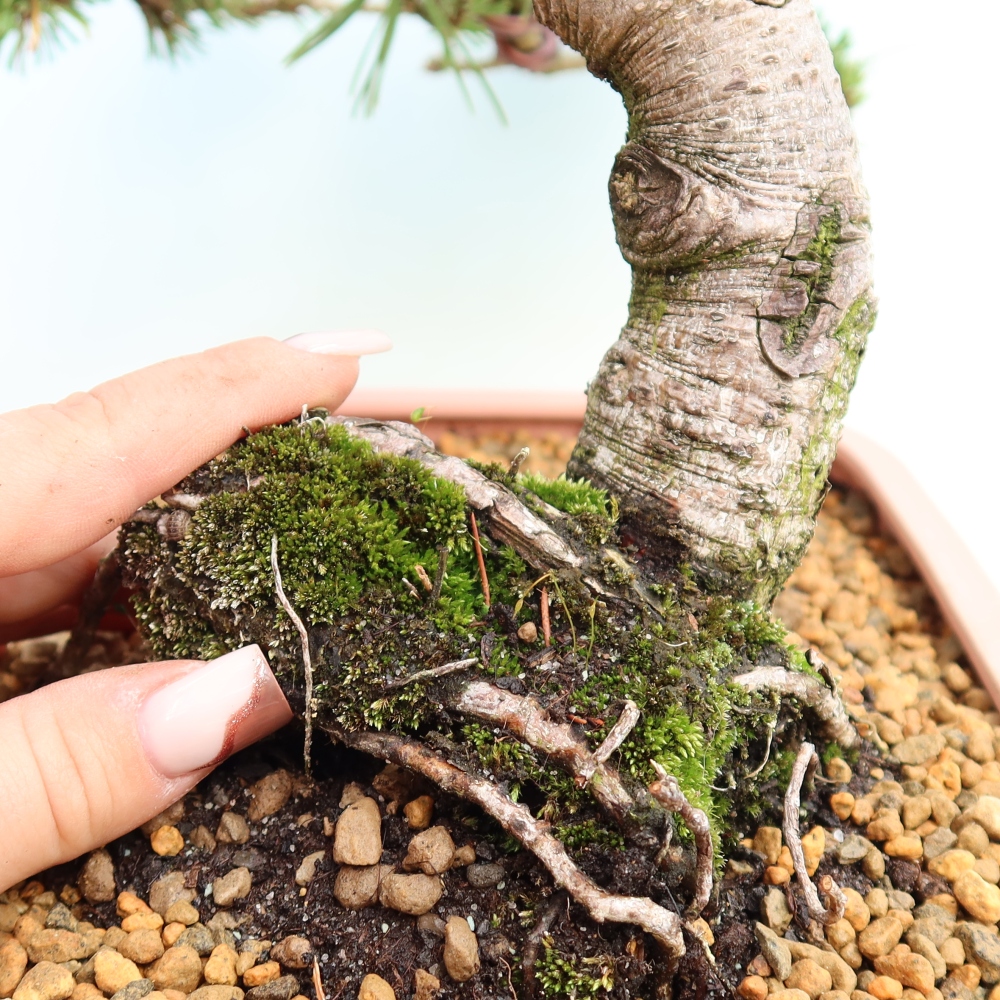 Bonsai da esterno - Pinus mugo Humpy  - Pino mugo