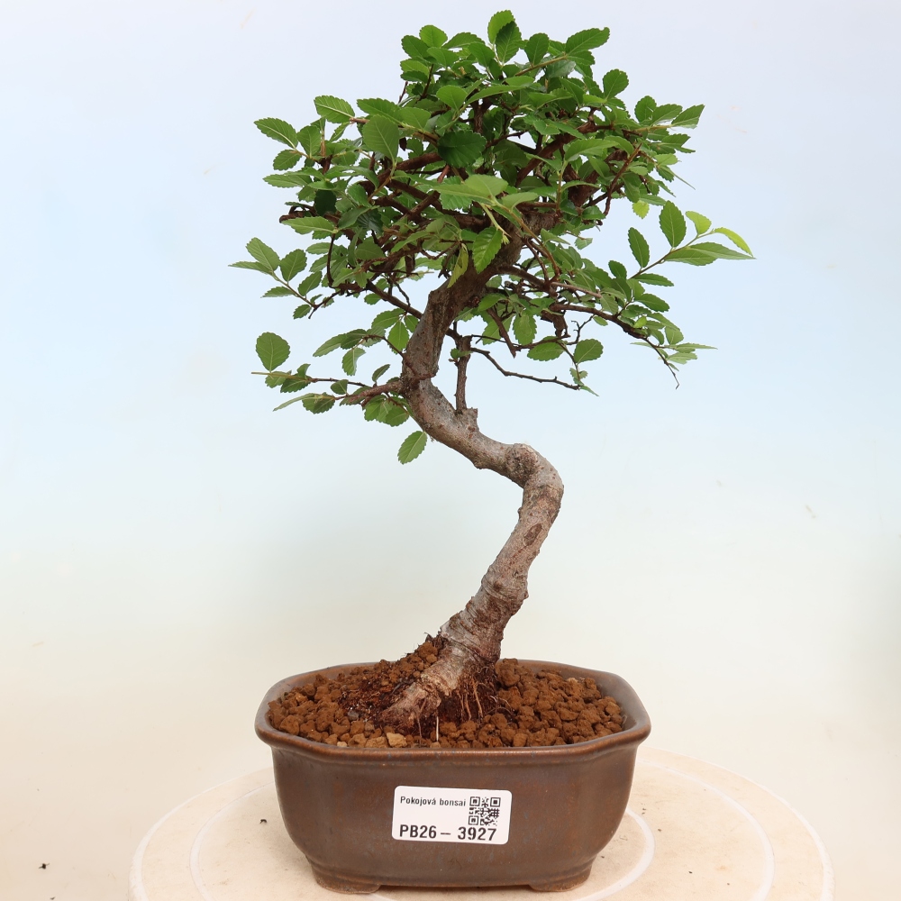 Camera bonsai - Ulmus parvifolia - Olmo a foglie piccole