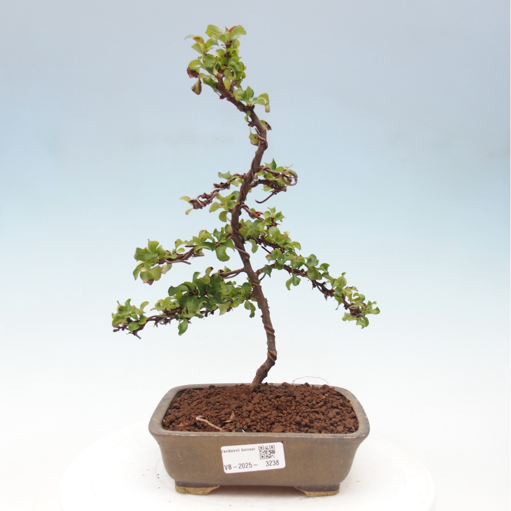 Bonsai da esterno - Chaneomeles s. Red Joy - Cotogno