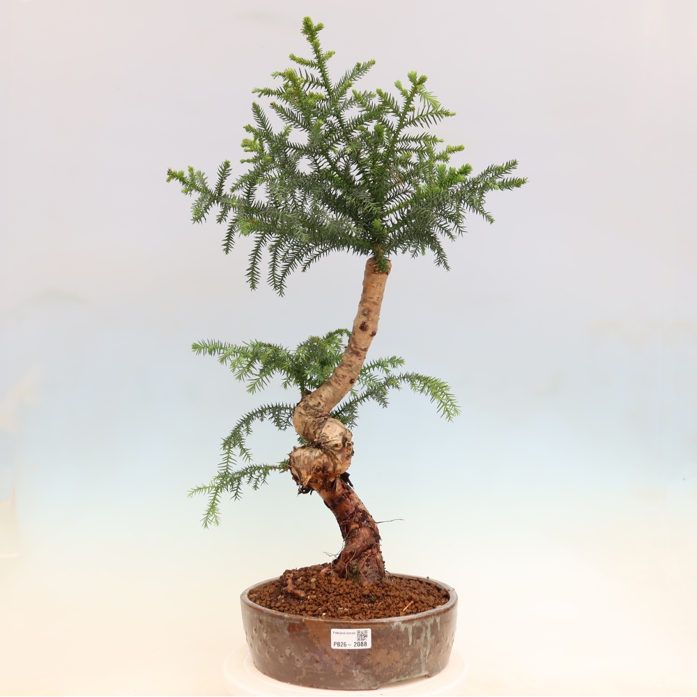 Bonsai da camera - Araucaria - Abete da camera