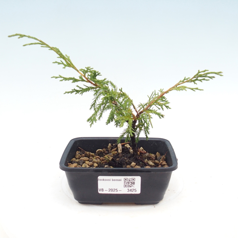 Bonsai da esterno - Juniperus chinensis Itoigawa