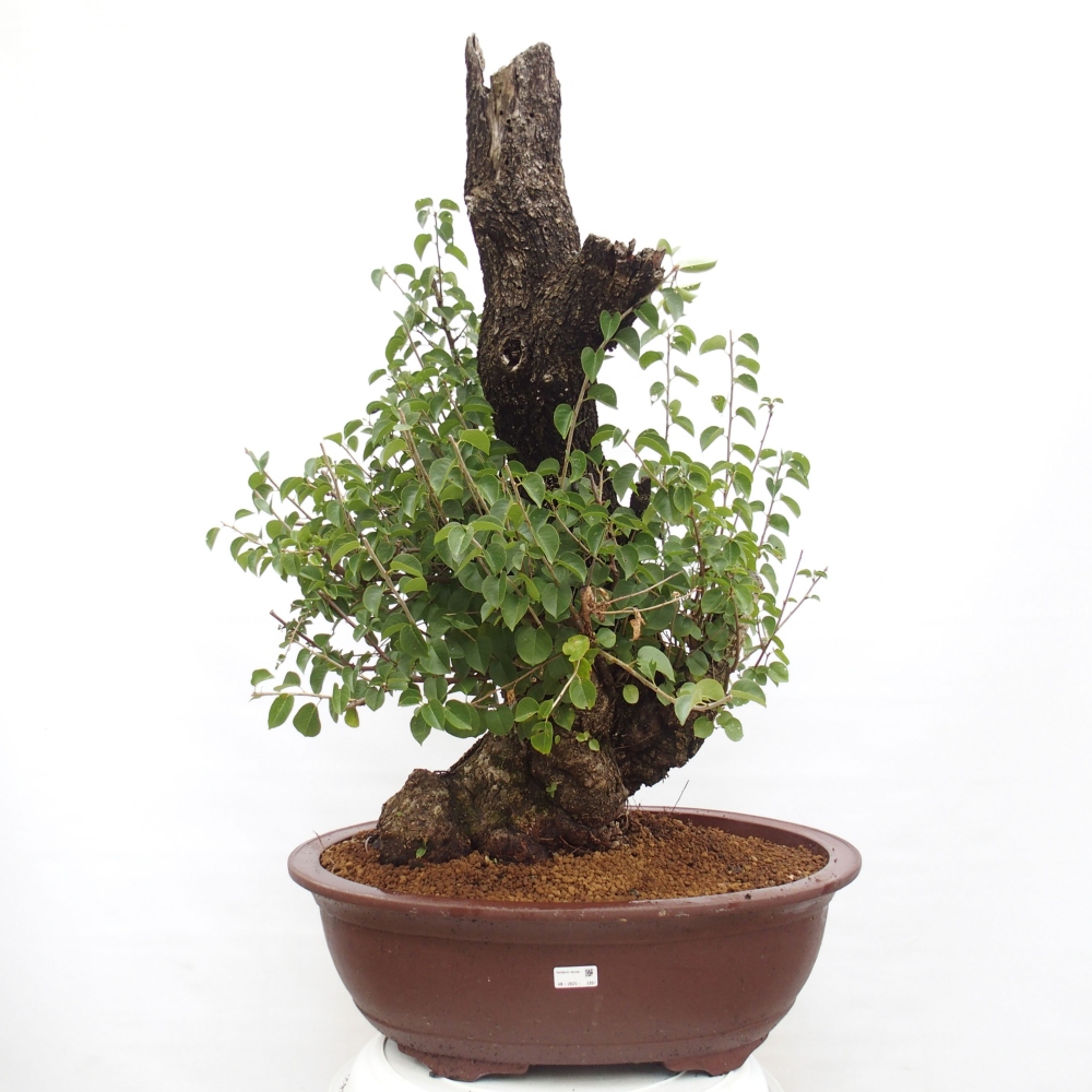 Bonsai da esterno - Mahalebka - Prunus mahaleb