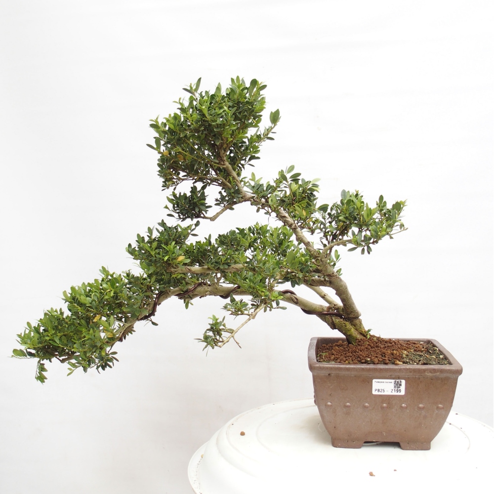 Camera bonsai - Ilex crenata - Agrifoglio