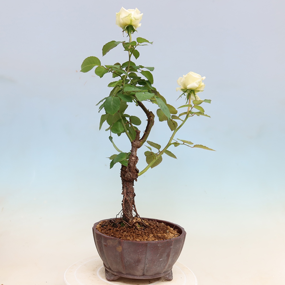 Bonsai da esterno - Rosa Kordes - rosa