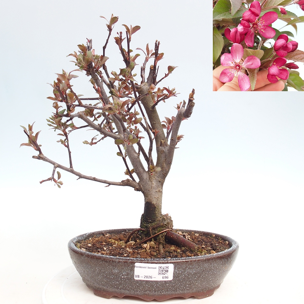 Bonsai da esterno -Malus domestica - Melo a piccoli frutti a foglie rosse