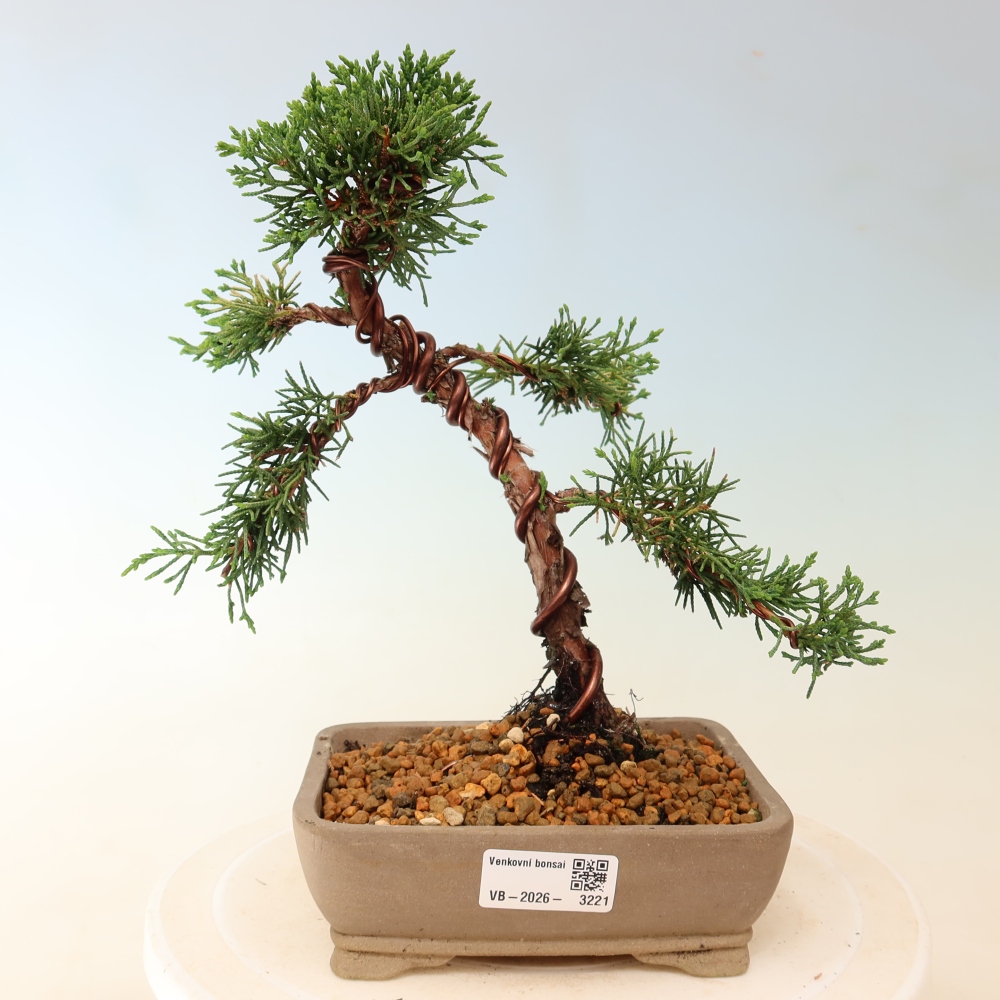 Bonsai da esterno - Juniperus chinensis Kishu