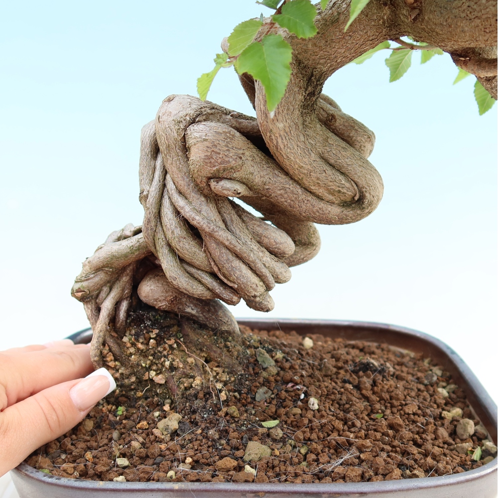 Bonsai da esterno -Carpinus Coreana - Carpino coreano