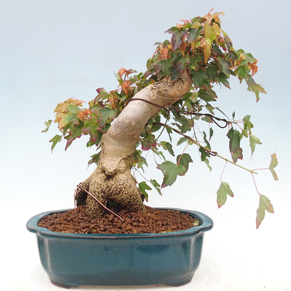 Bonsai da esterno - Acer Buergerianum - Acero di Burger