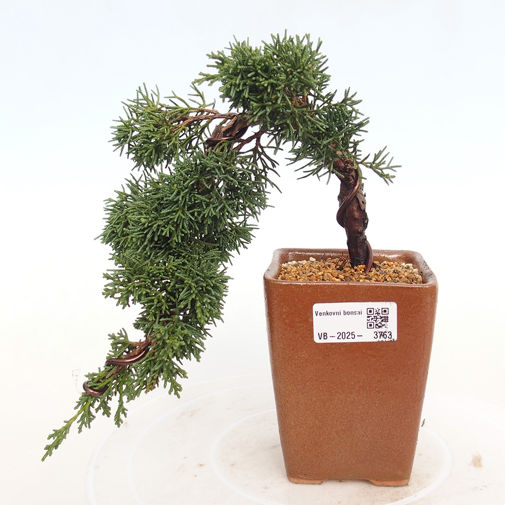 Bonsai da esterno - Juniperus chinensis Kishu