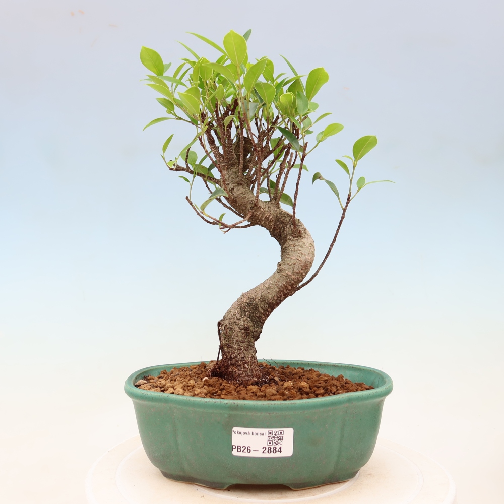 Camera bonsai - Ficus kimmen - ficus a foglie piccole