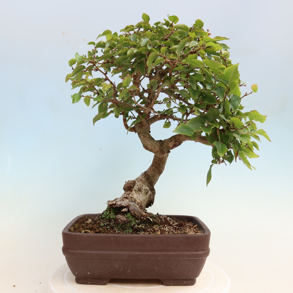 Bonsai da esterno -Carpinus CARPINOIDES - Carpino coreano