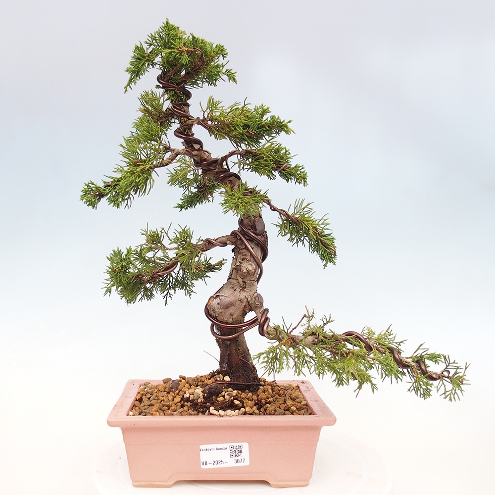 Bonsai da esterno - Juniperus chinensis Itoigawa