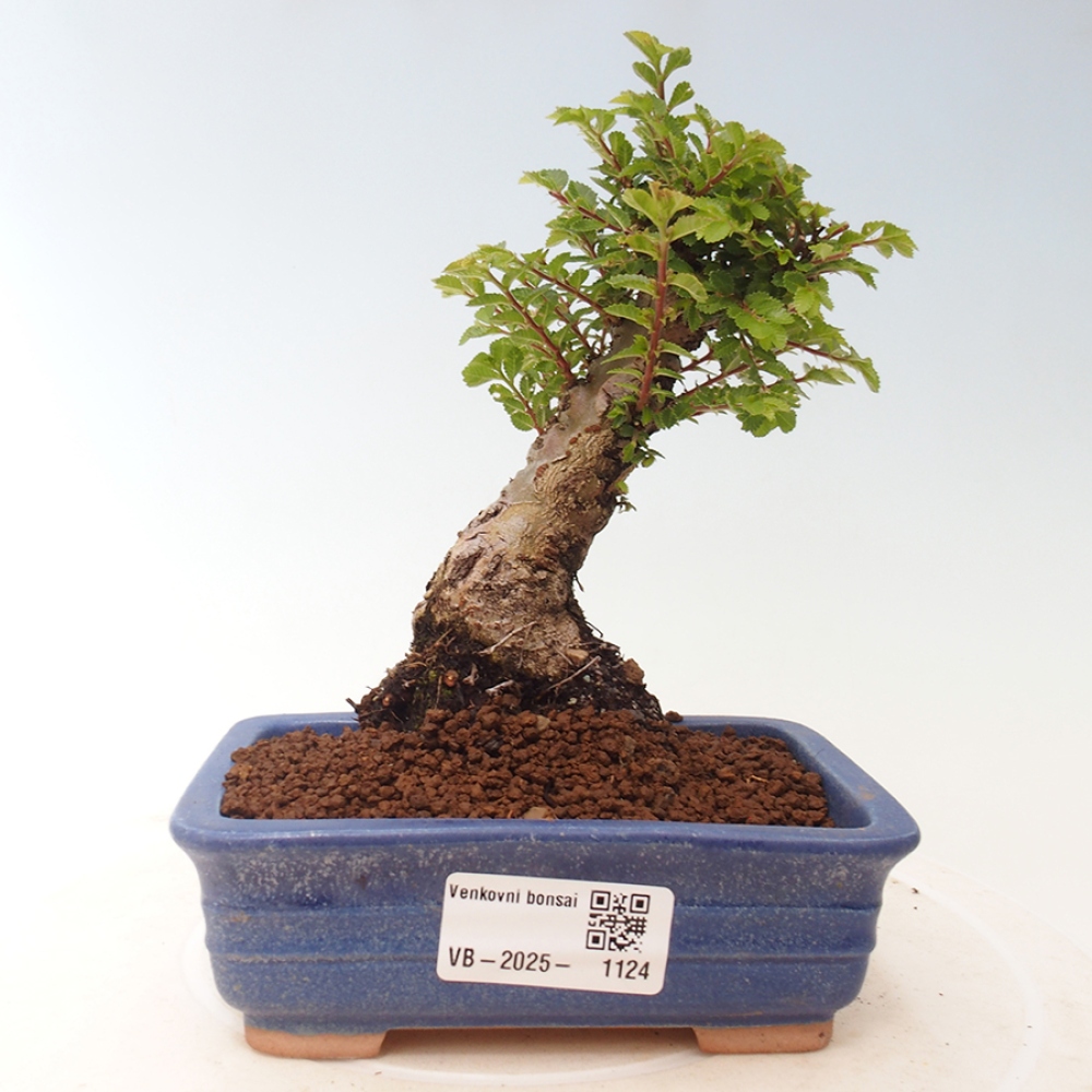 Bonsai da esterno - Ulmus parvifolia Sagei - Olmo a foglie piccole