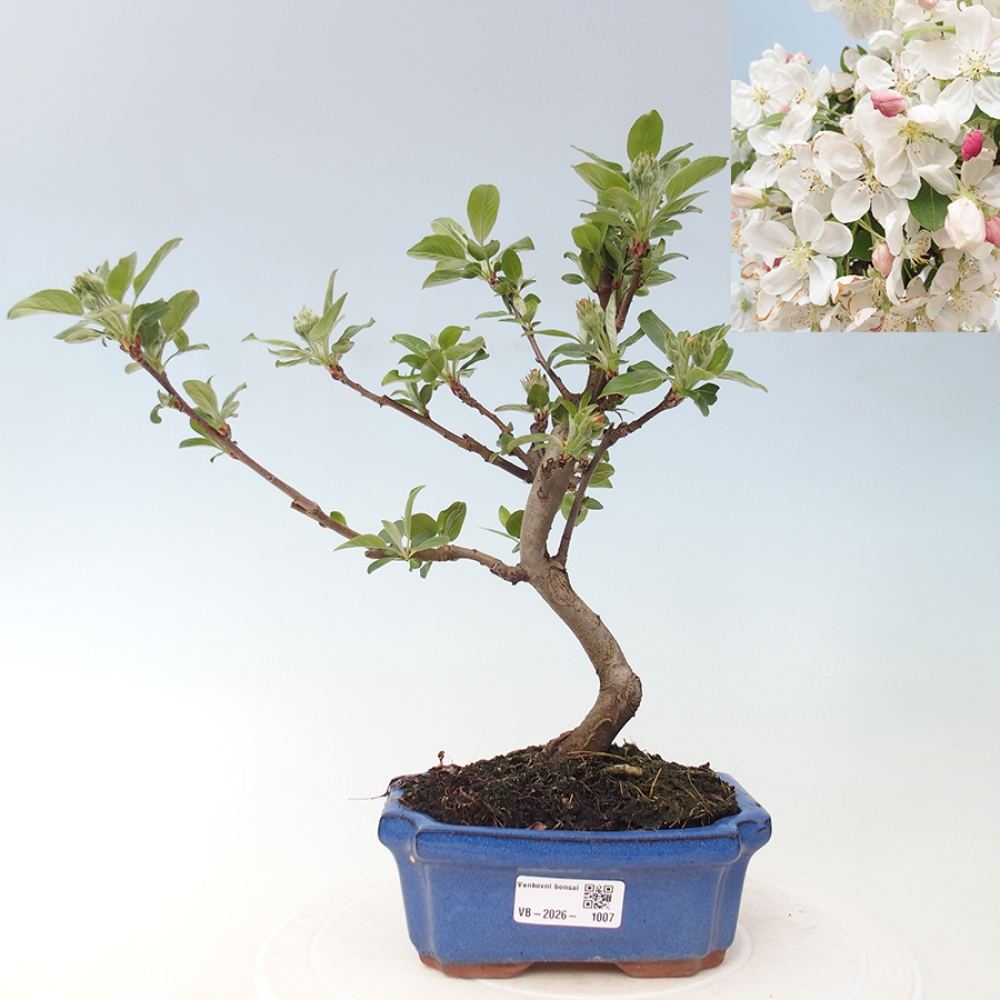 Bonsai da esterno -Malus halliana - Melo a frutto piccolo