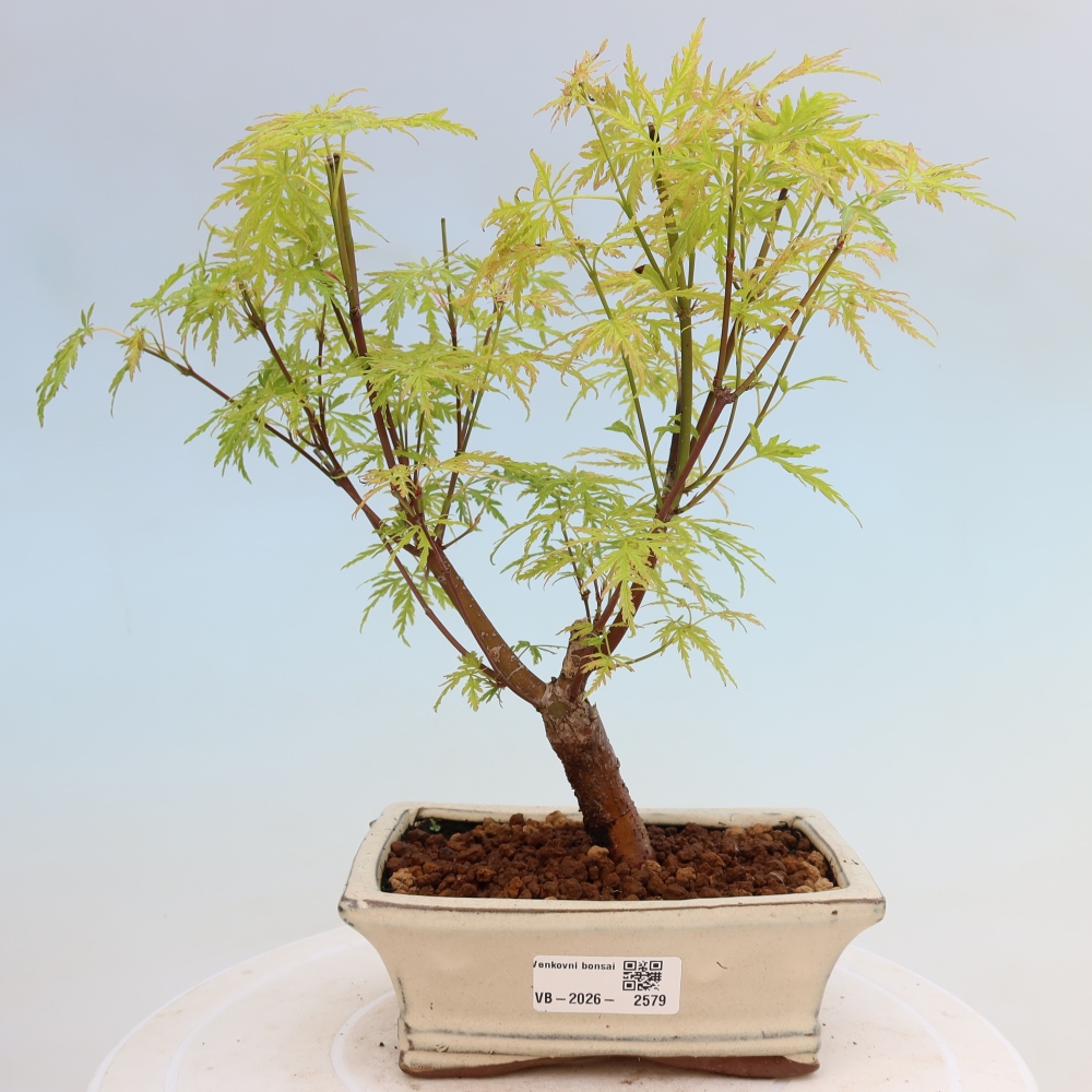 Bonsai da esterno - Acer palmatum Dissectum