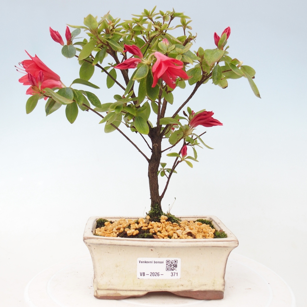 Bonsai da esterno - Azalea giapponese - Azalea sp.