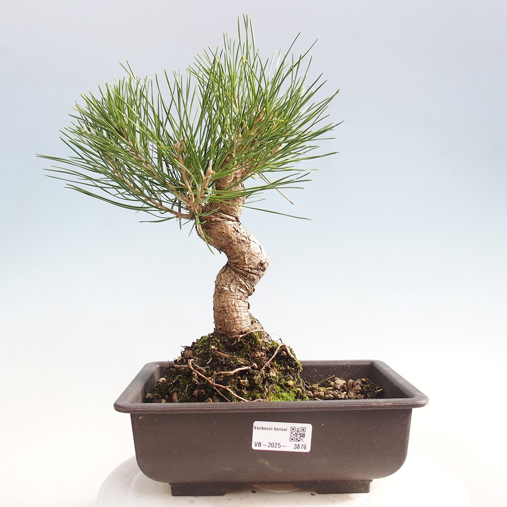 Bonsai da esterno - Pinus thunbergii - Pino di Thunberg