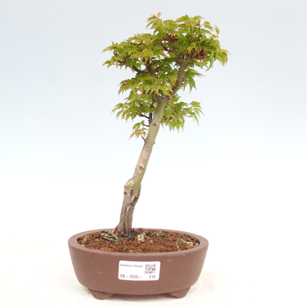 Bonsai da esterno -Palma di Giava Acer palmatum Shishigashira