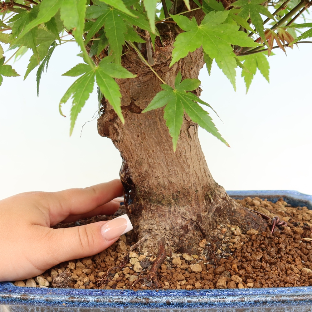 Bonsai da esterno - Acero Burger - Acer Burgerianum