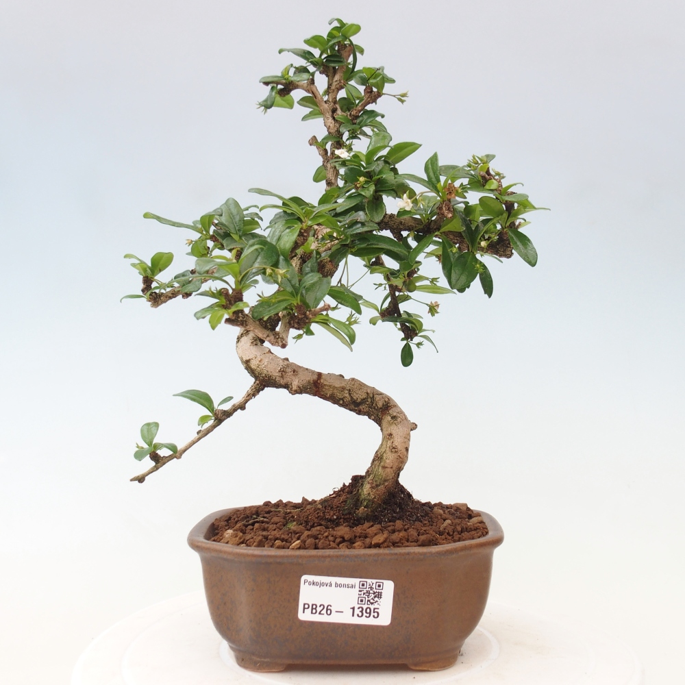 Camera bonsai - Carmona macrophylla - Tea fuki
