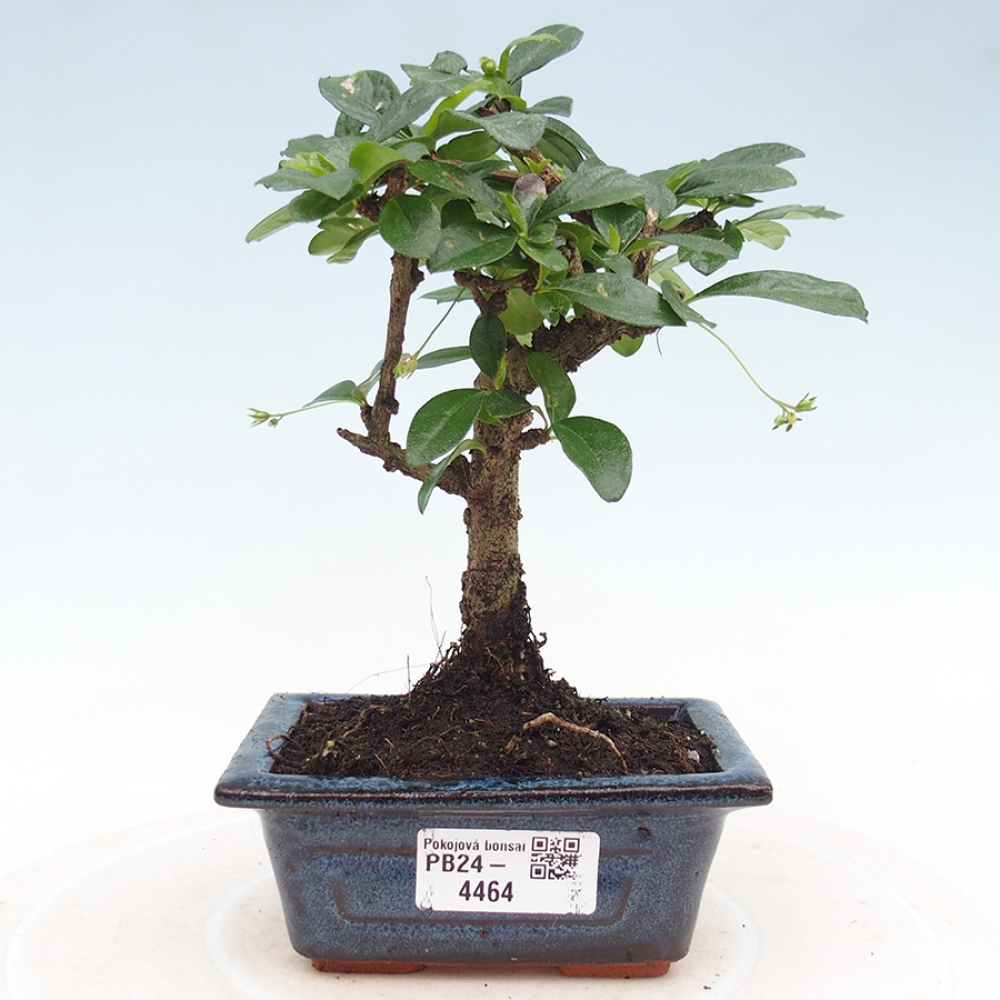 Camera bonsai - Carmona macrophylla - Tea fuki