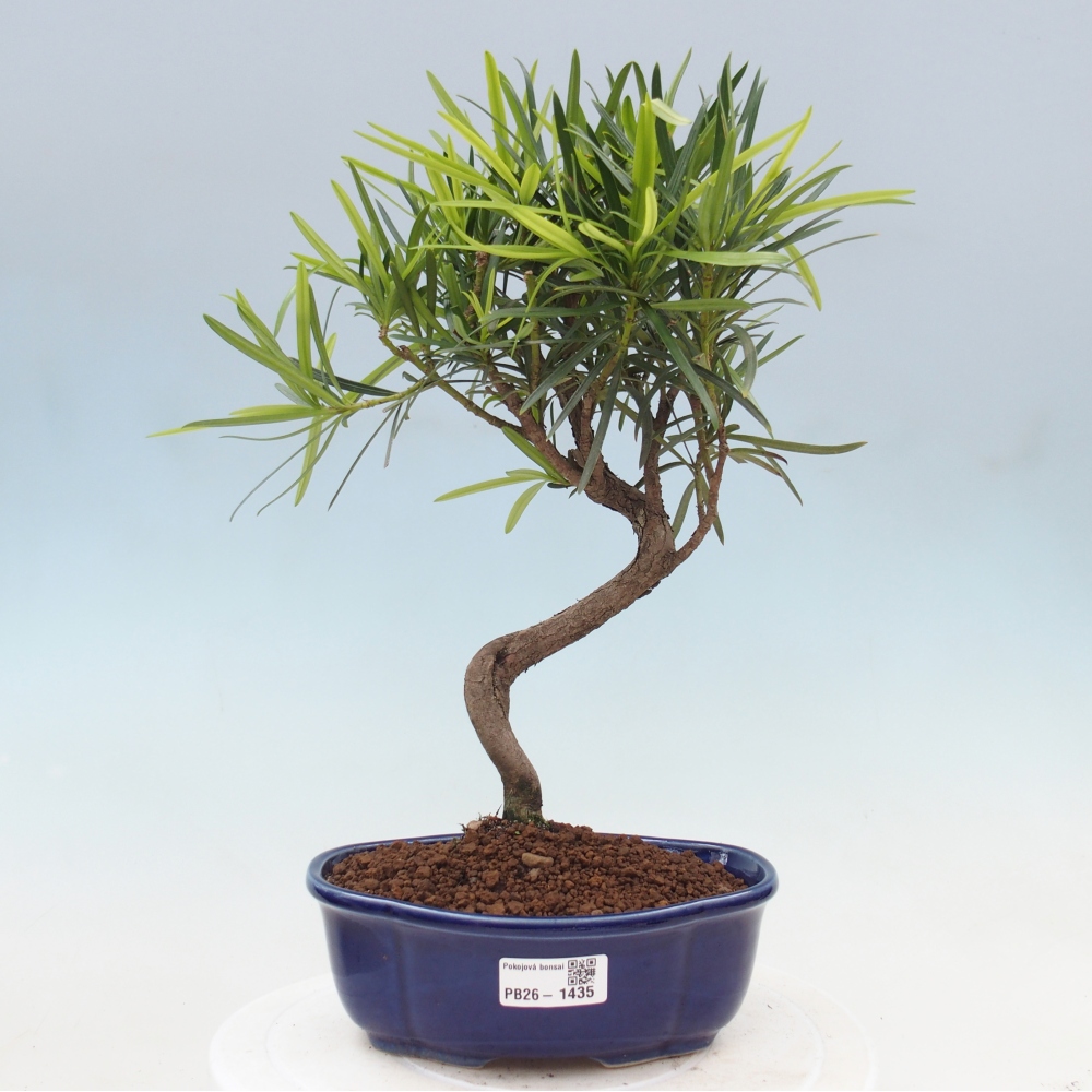 Camera bonsai - Podocarpus - Tasso delle pietre