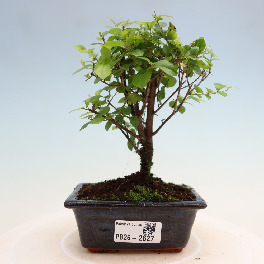 Camera bonsai - Sageretia thea - Sageretia thea