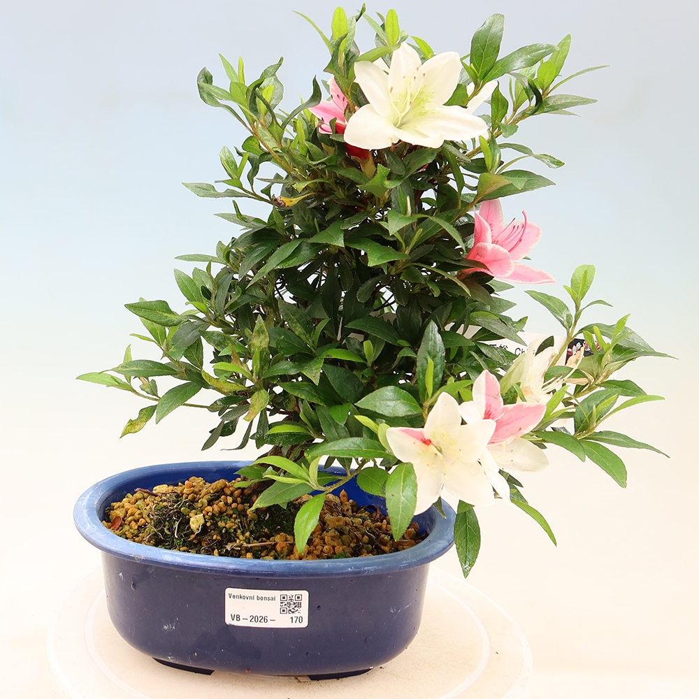 Bonsai da esterno - Azalea giapponese - Azalea CHIHIRO
