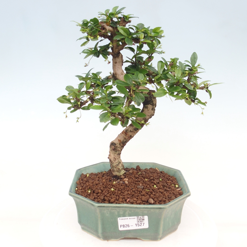 Camera bonsai - Carmona macrophylla - Tea fuki