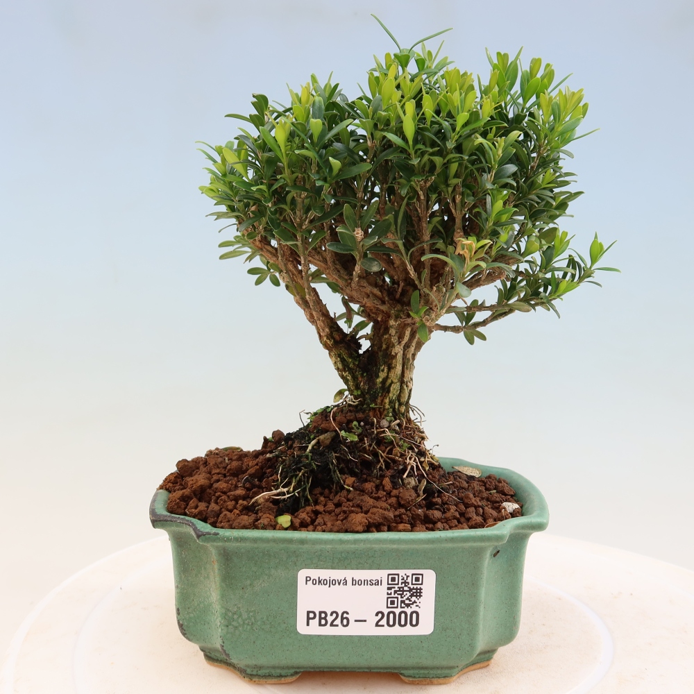 Camera bonsai - Buxus harlandii - buxus da sughero