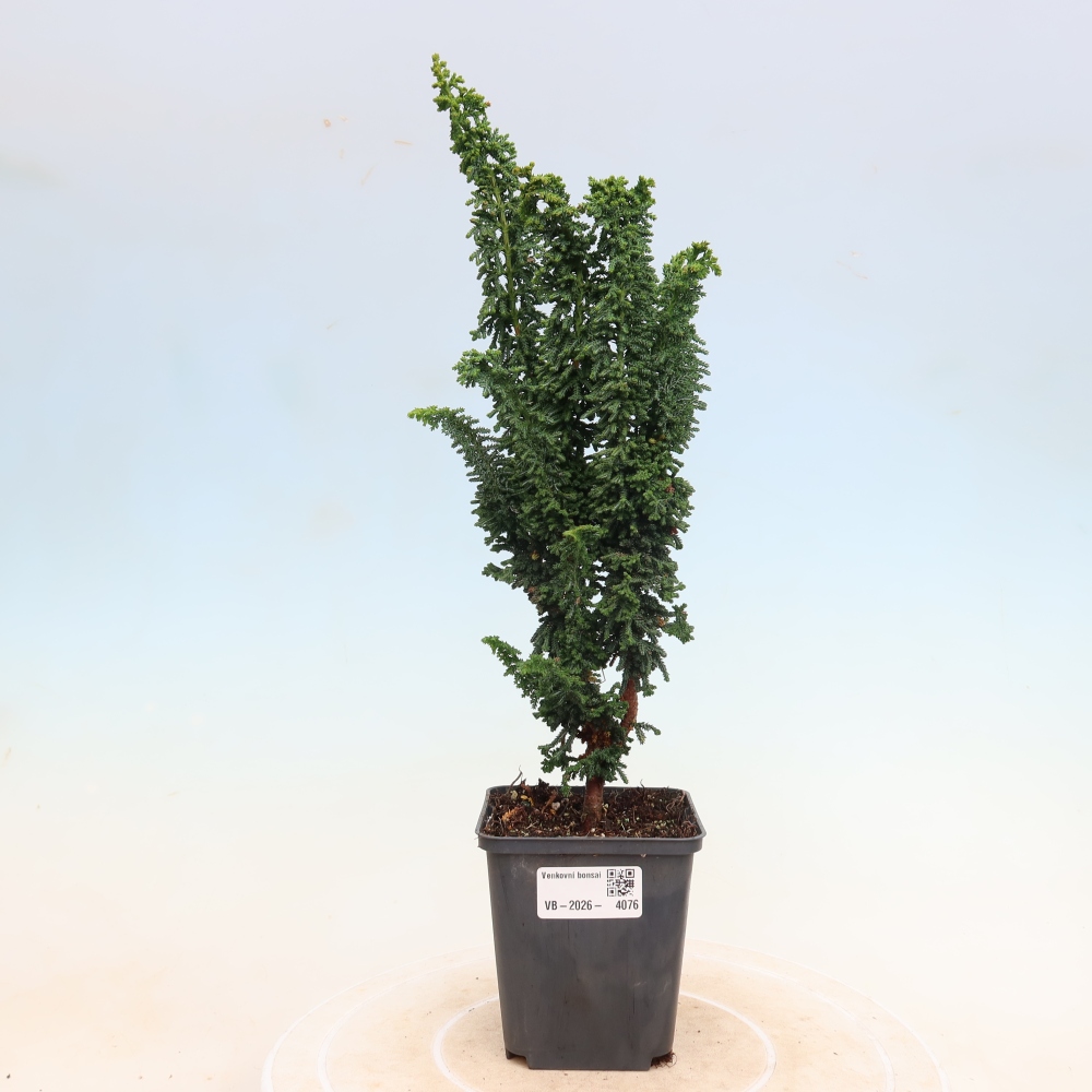 Bonsai da esterno - Cham. obtusa SEKKA HINOKI - Cipresso