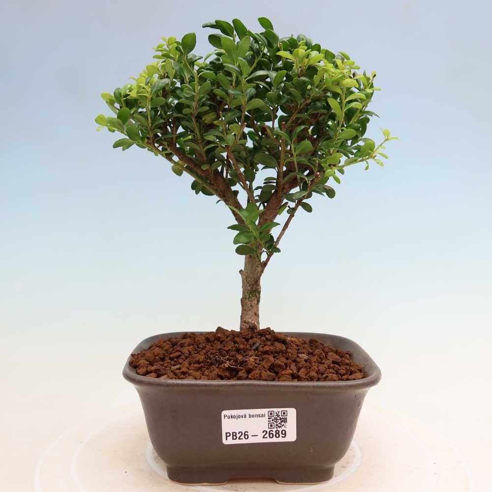 Camera bonsai - Ilex crenata - Agrifoglio
