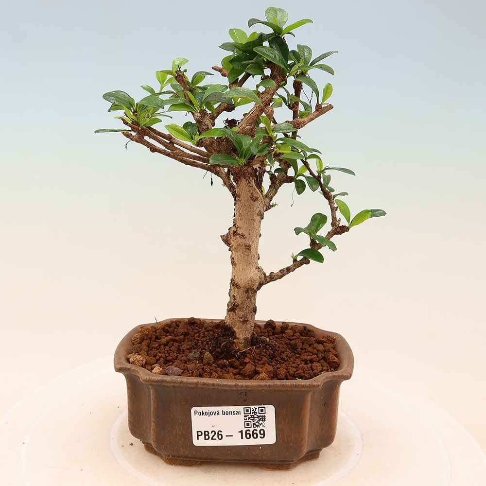 Camera bonsai - Carmona macrophylla - Tea fuki