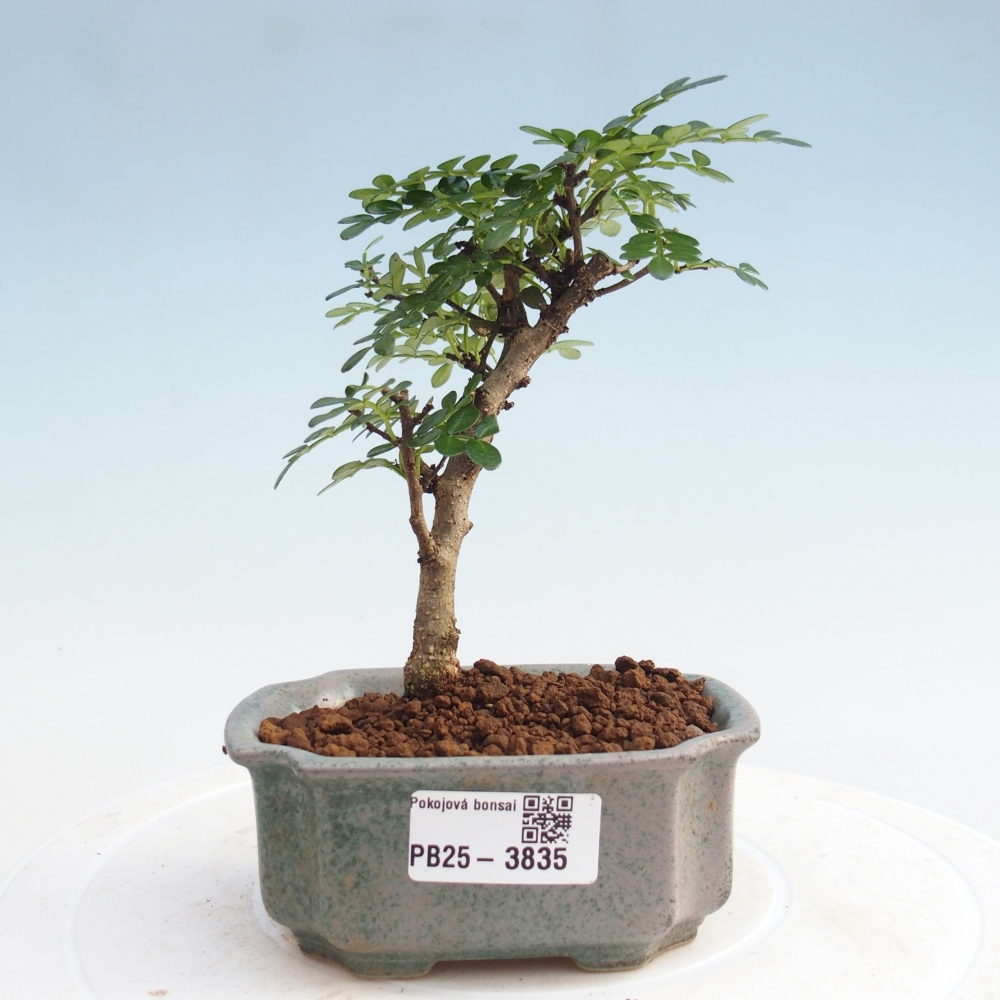 Camera bonsai - Zantoxylum piperitum - Albero del pepe 