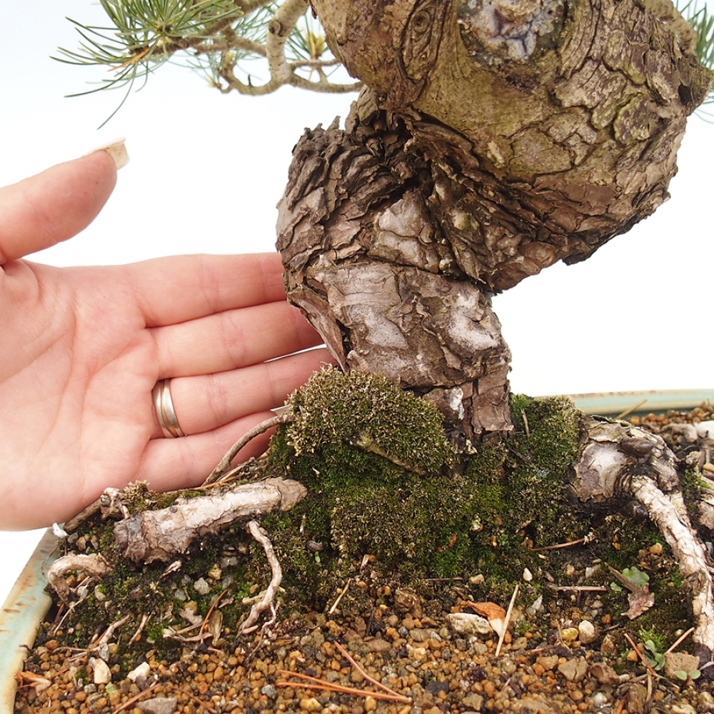 Bonsai da esterno - Pinus parviflora - Pinus parviflora