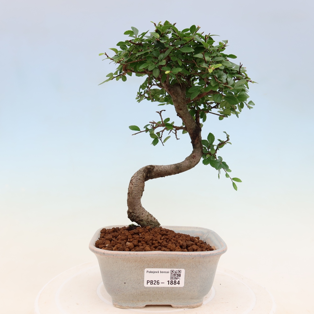 Camera bonsai - Ulmus parvifolia - Olmo a foglie piccole