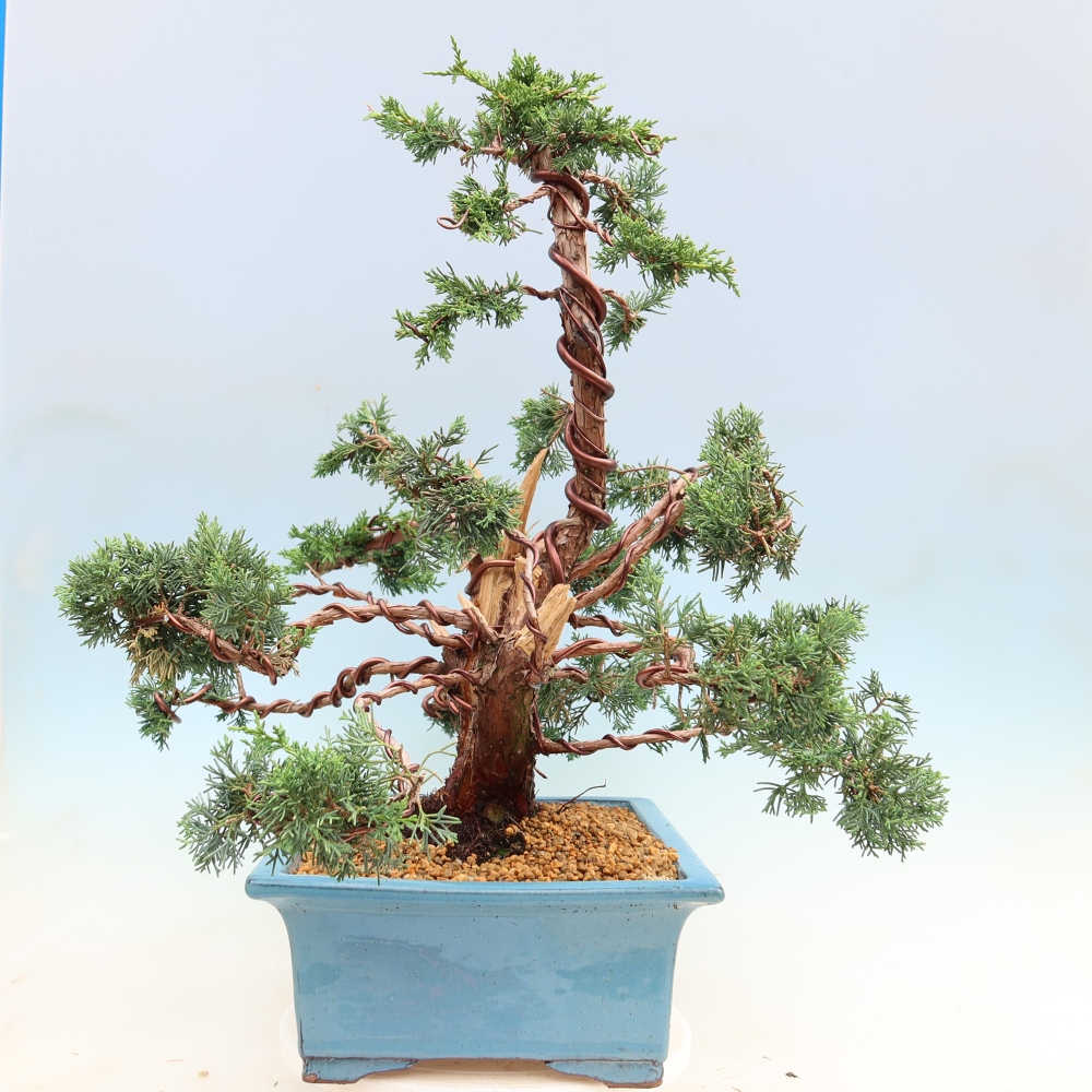 Bonsai da esterno - Juniperus chinensis Kishu