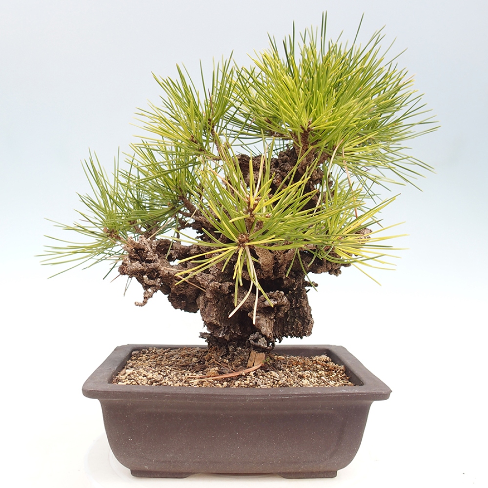 Bonsai da esterno - Pinus thunbergii - Pino di Thunberg