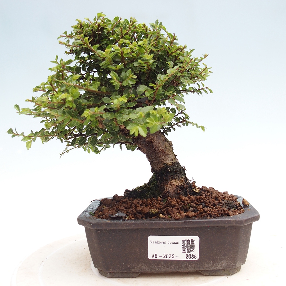 Bonsai da esterno - Ulmus parvifolia Hokkaido - Olmo cinese