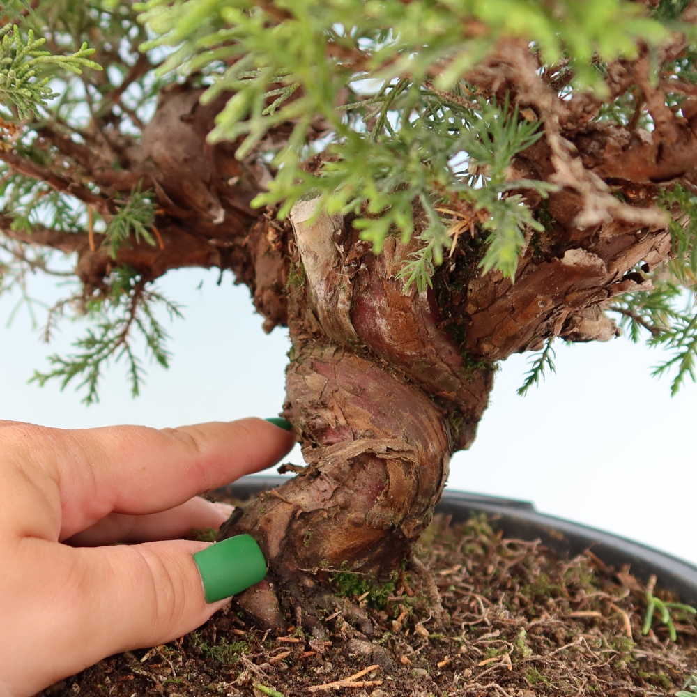 Bonsai da esterno - Juniperus chinensis Itoigawa-Juniperus chinensis