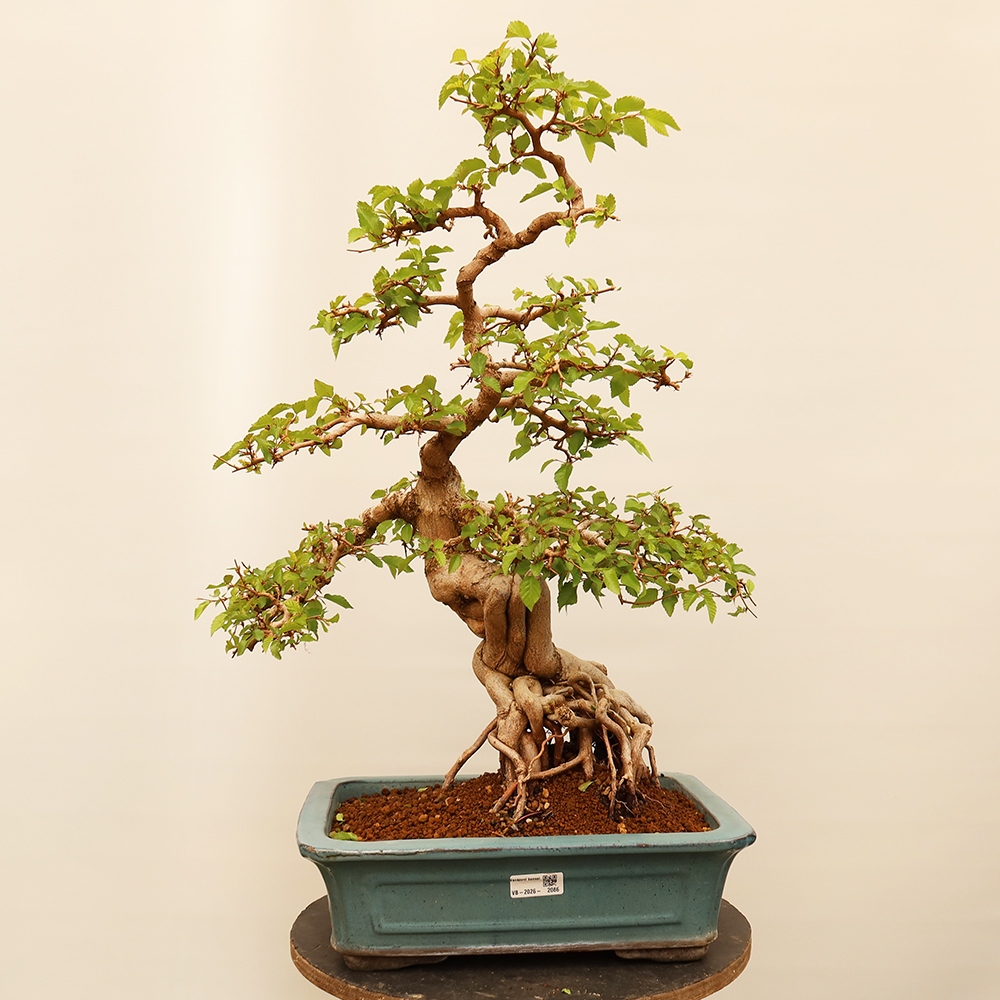 Bonsai da esterno -Carpinus Coreana - Carpino coreano