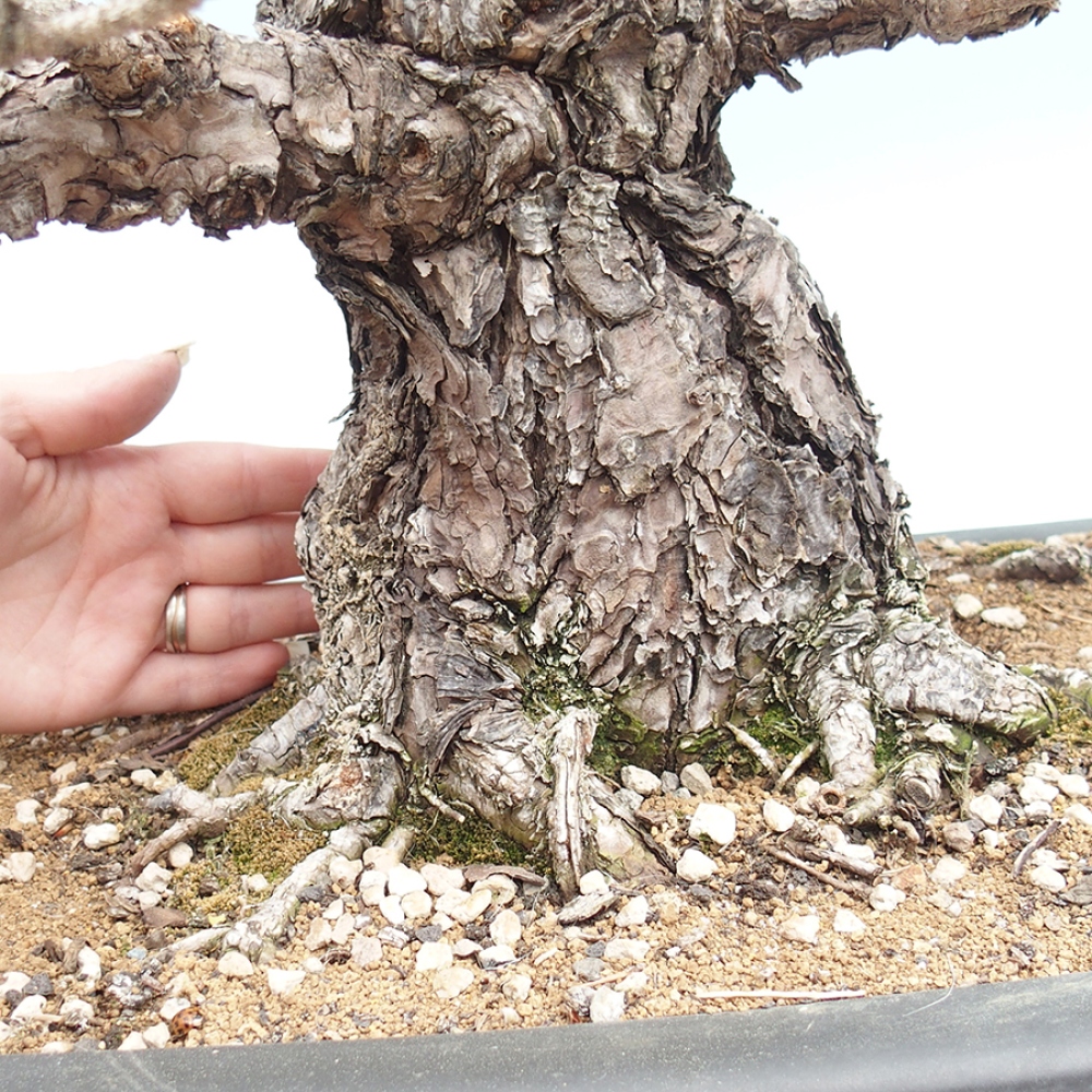 Bonsai da esterno - Pinus thunbergii - Pino di Thunberg