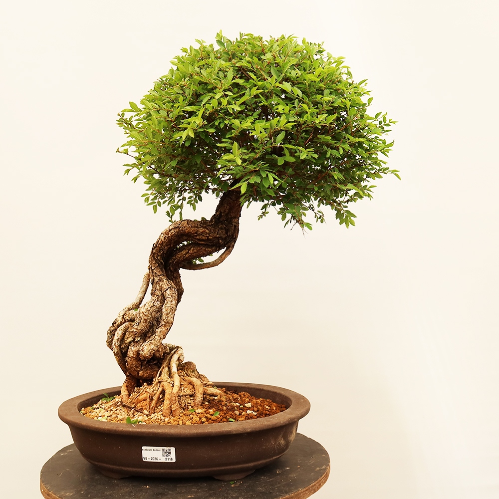 Bonsai da esterno - Zelkova - Zelkova NIRE