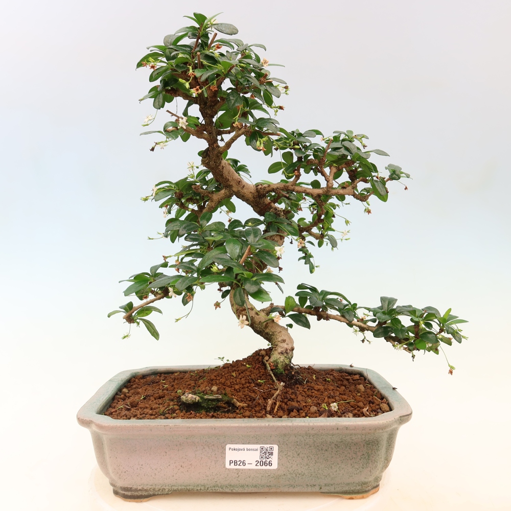 Camera bonsai - Carmona macrophylla - Tea fuki