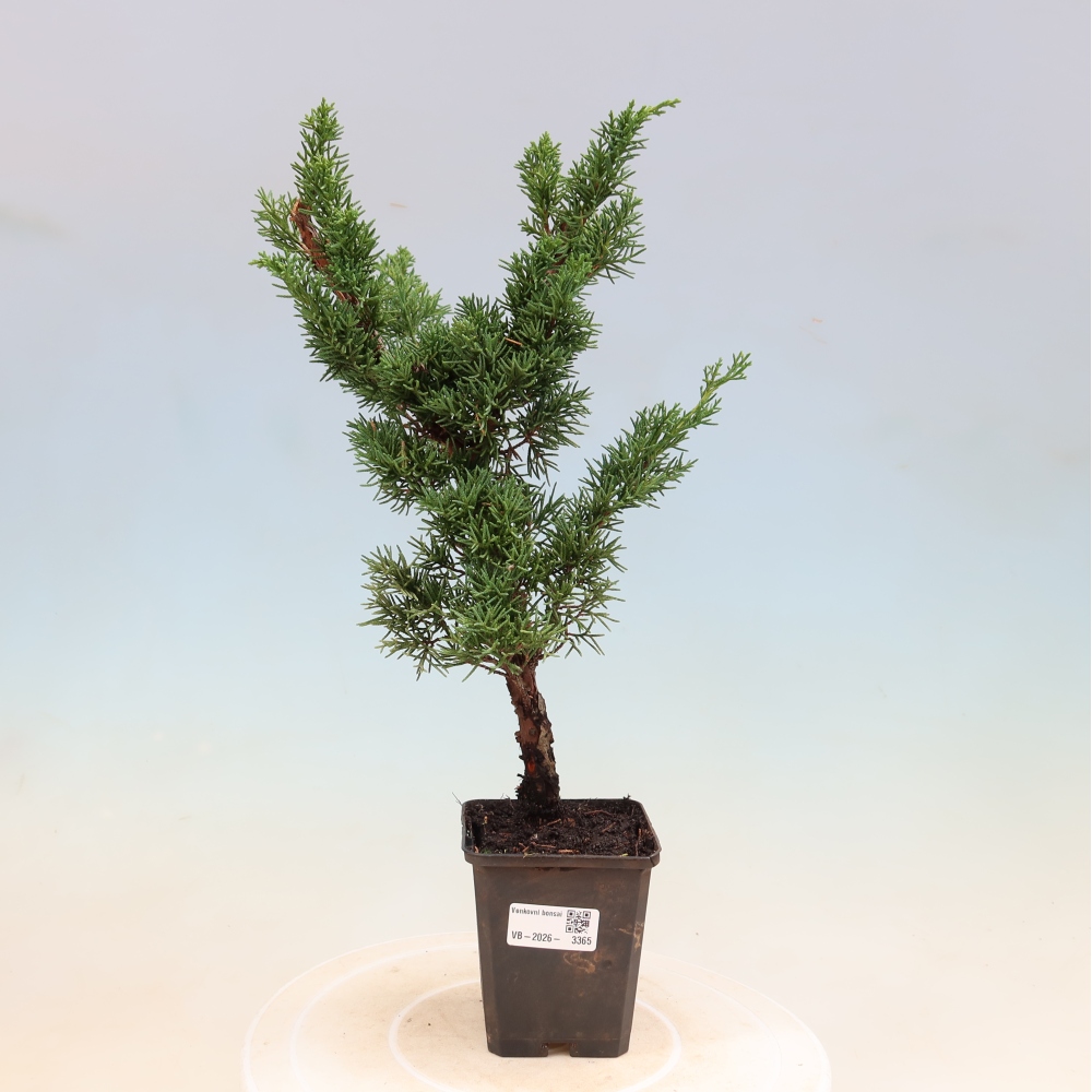 Bonsai da esterno - Juniperus chinensis Kishu