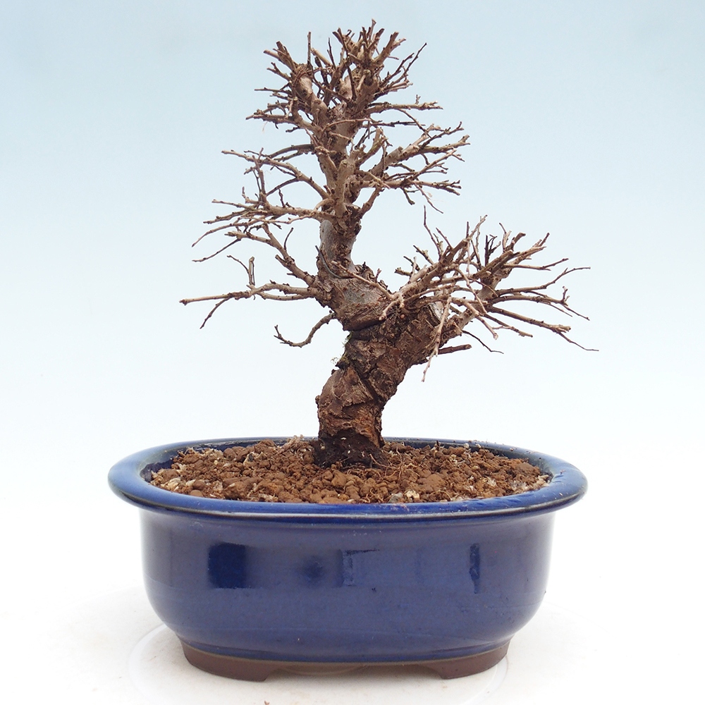 Bonsai da esterno - Zelkova - Zelkova NIRE