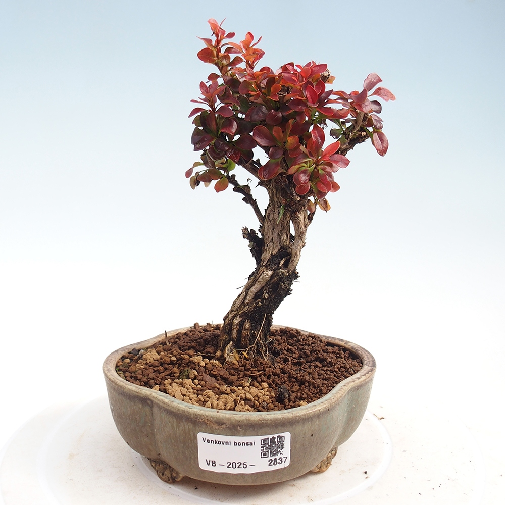 Bonsai da esterno - Berberis Thunbergii Bagatelle