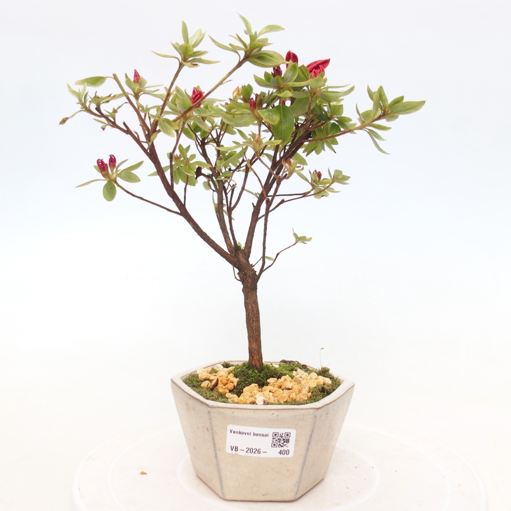 Bonsai da esterno - Azalea giapponese - Azalea sp.