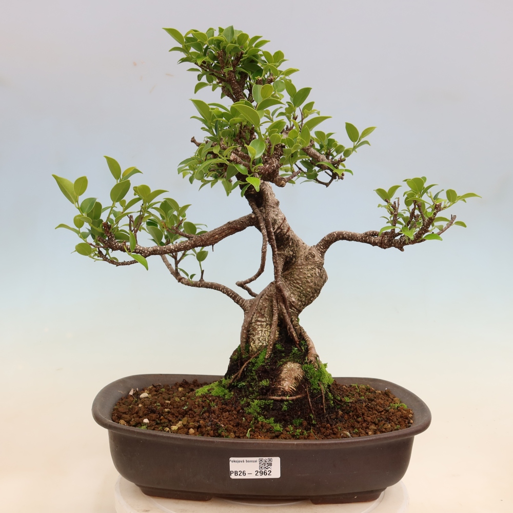 Camera bonsai - Ficus kimmen - ficus a foglie piccole